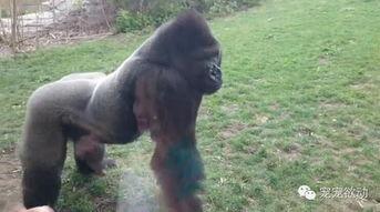 女孩吃瓜变猩猩视频大全,女孩吃瓜变猩猩，揭秘神奇视频背后的奥秘