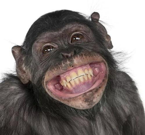 女孩吃瓜变猩猩视频大全,女孩吃瓜变猩猩，揭秘神奇视频背后的奥秘