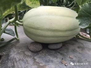 一般吃瓜的视频都在哪儿找的,热门吃瓜视频的聚集地