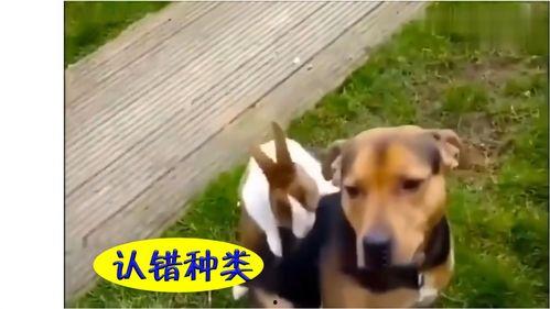 只吃瓜不吃苦的视频,苦涩尽弃——揭秘“只吃瓜不吃苦”的奇妙生活